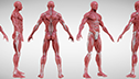 <br/>Brent Rombouts <br/>Anatomy Study <br/>and Fluffy sculpt 